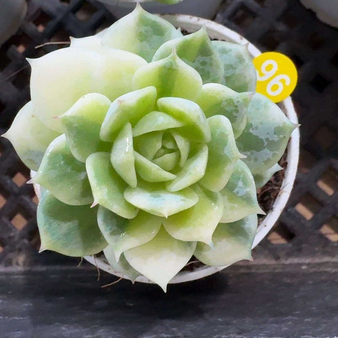 96一物一拍超级福利