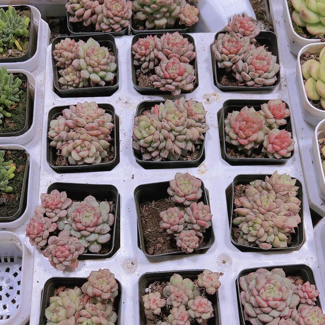 金雀群19包邮多肉