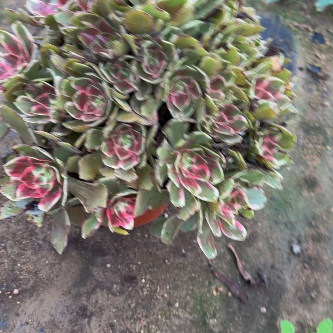 浣纱多肉植物捧花13块钱