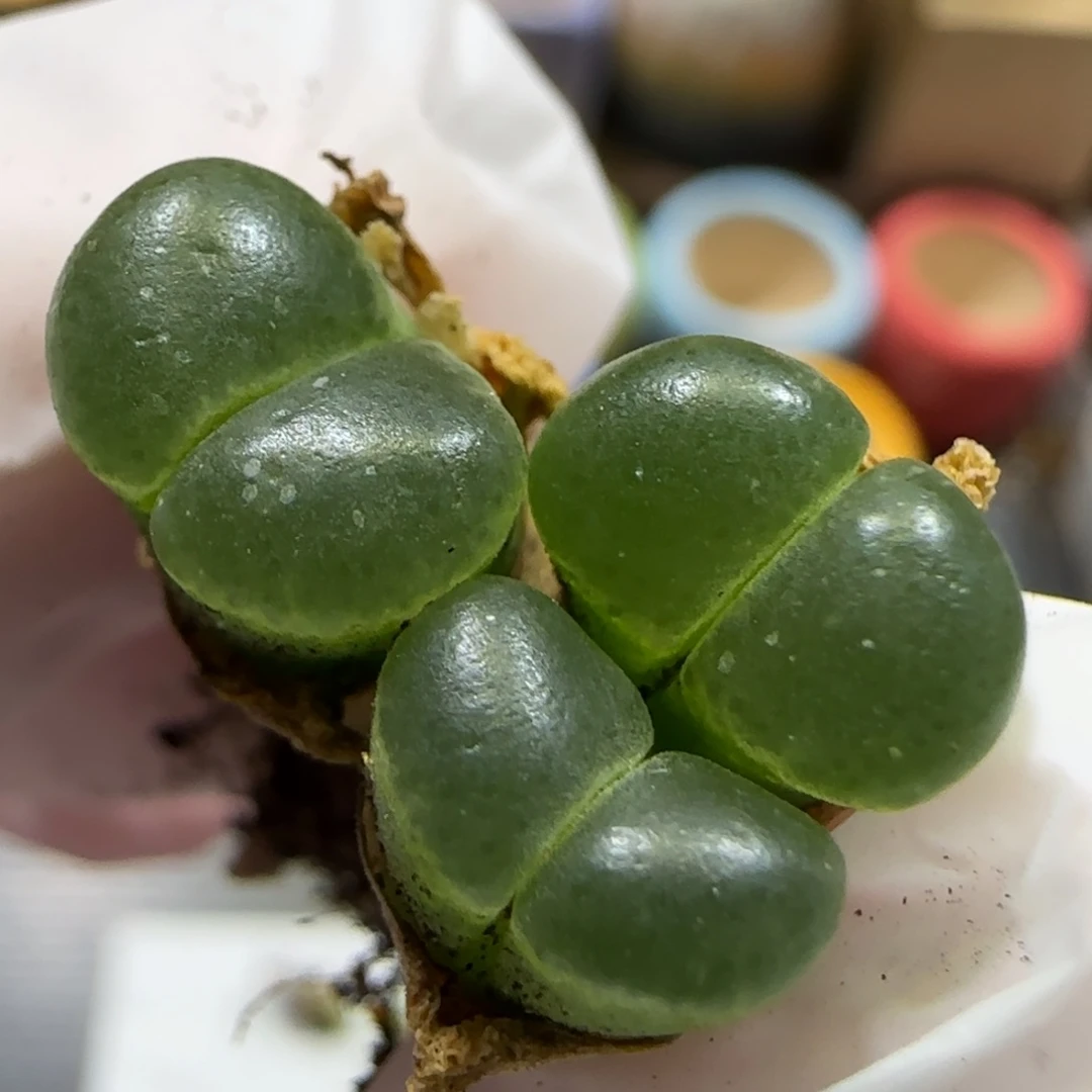 8.22。  风铃福利场。   5043