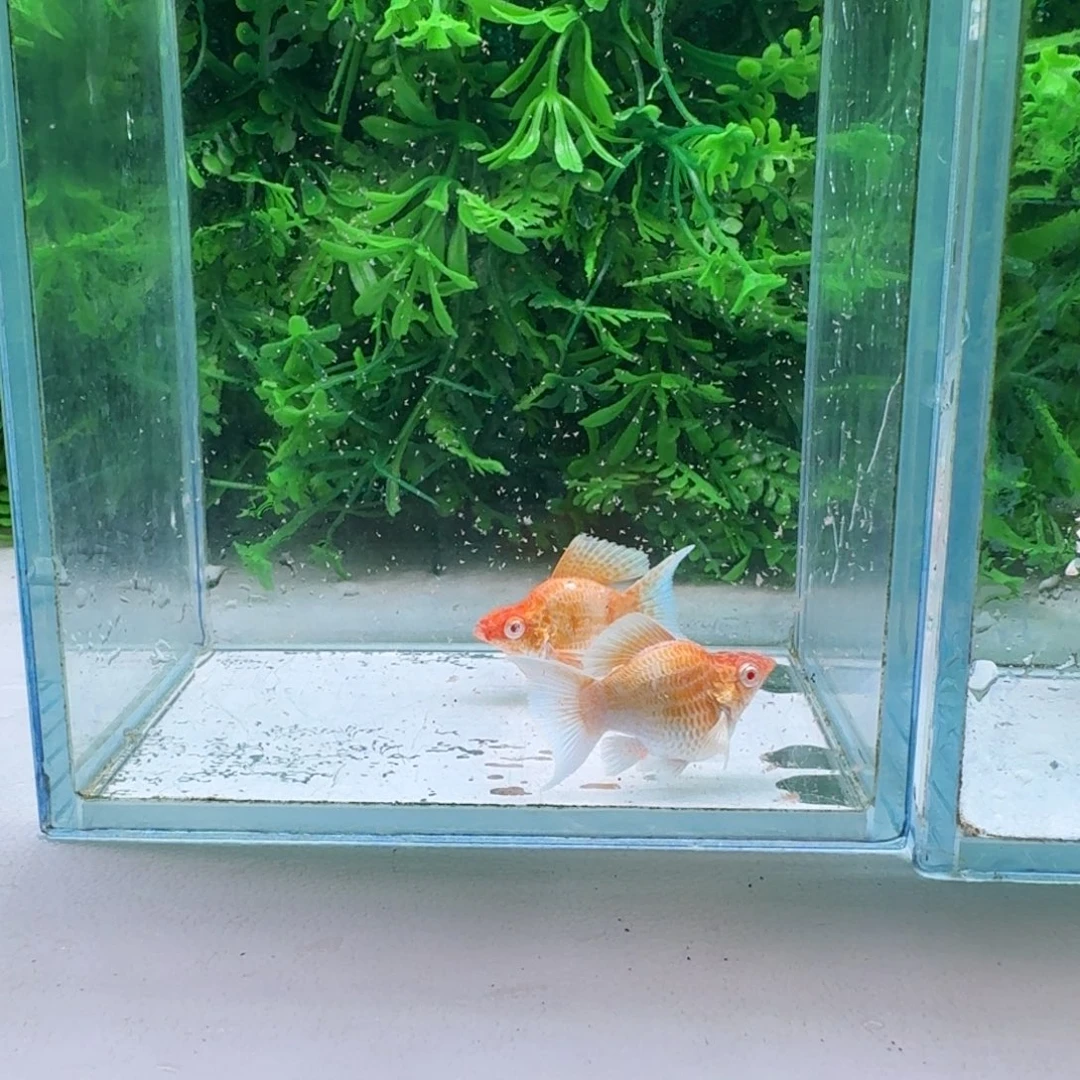 黑玛丽鱼127号玛丽2母