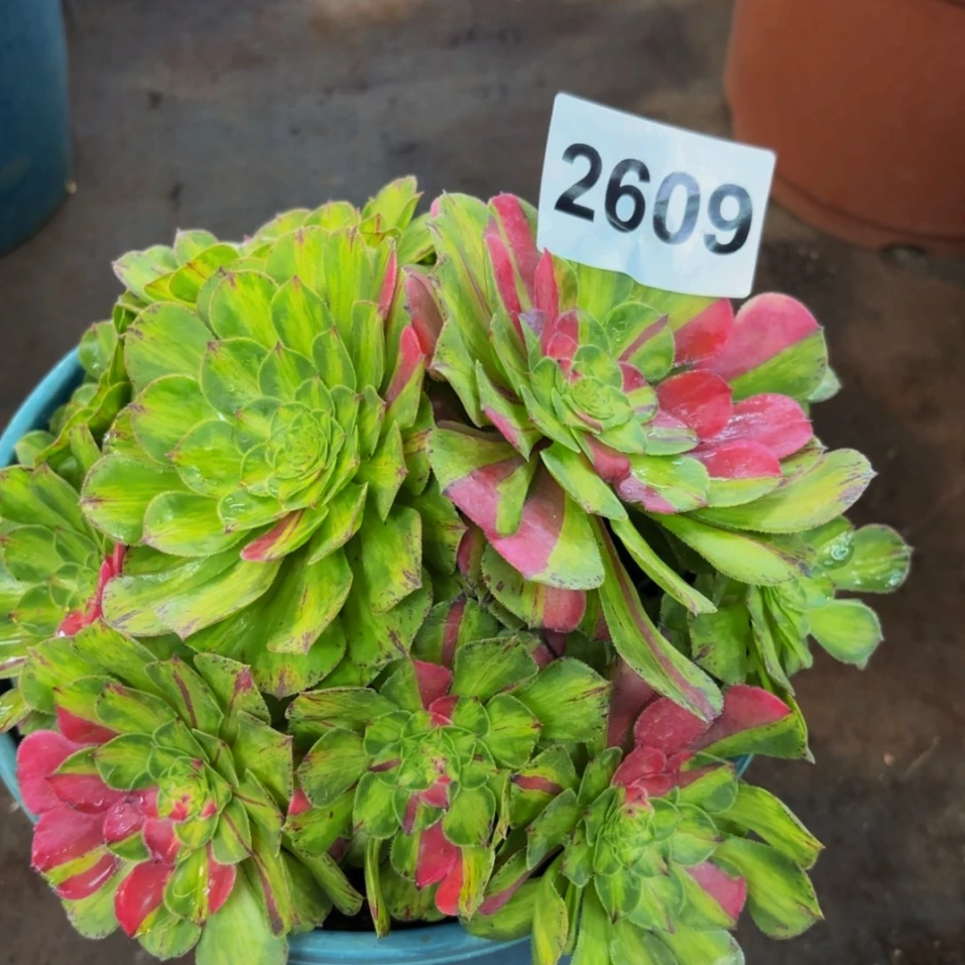 2609多肉植物知否特价
