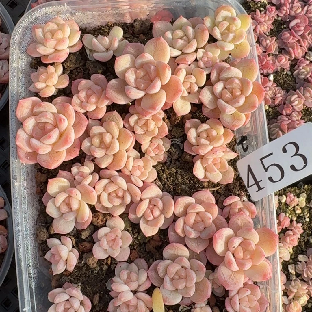 多肉植物多肉植物453