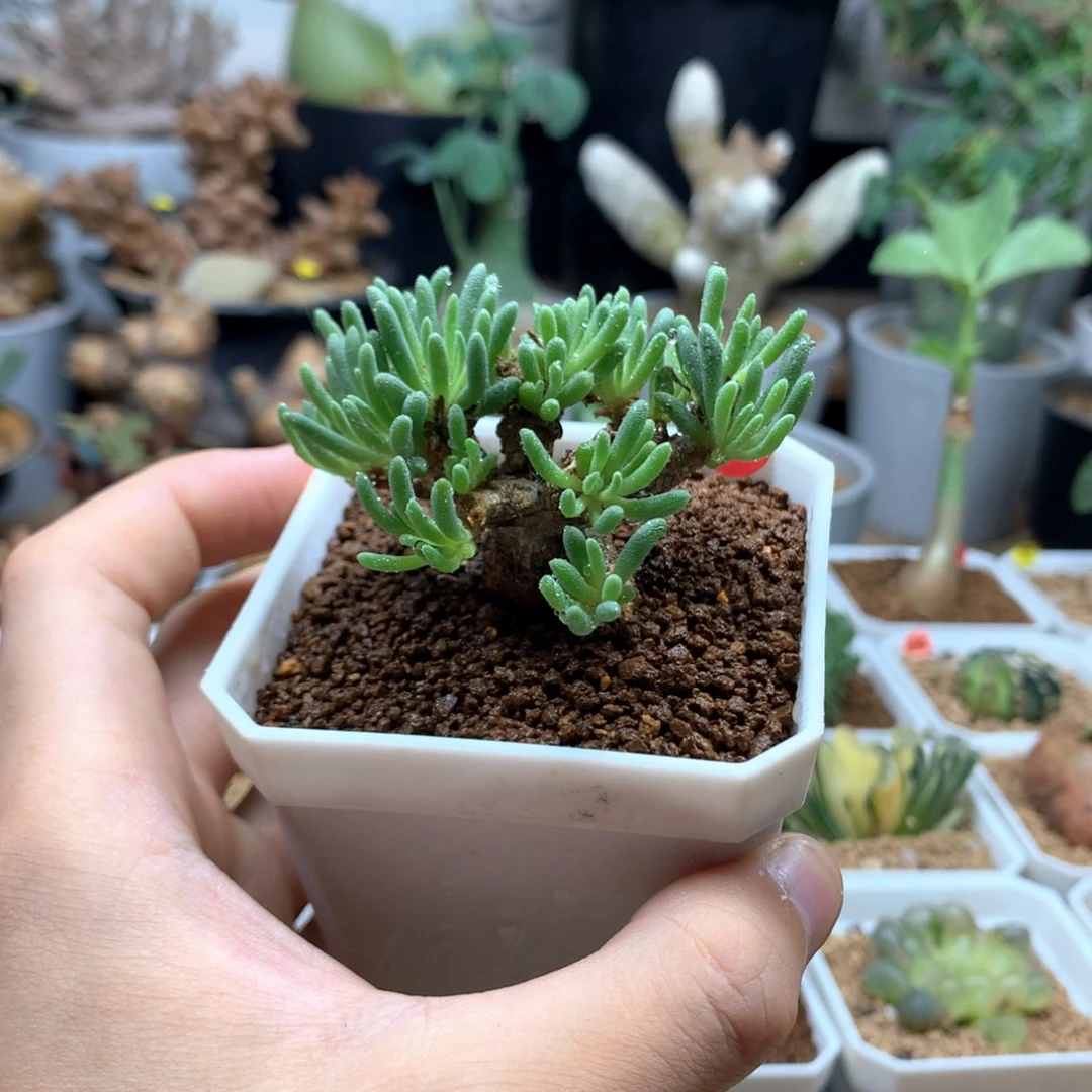 老桩晶珊瑚带盆发货29
