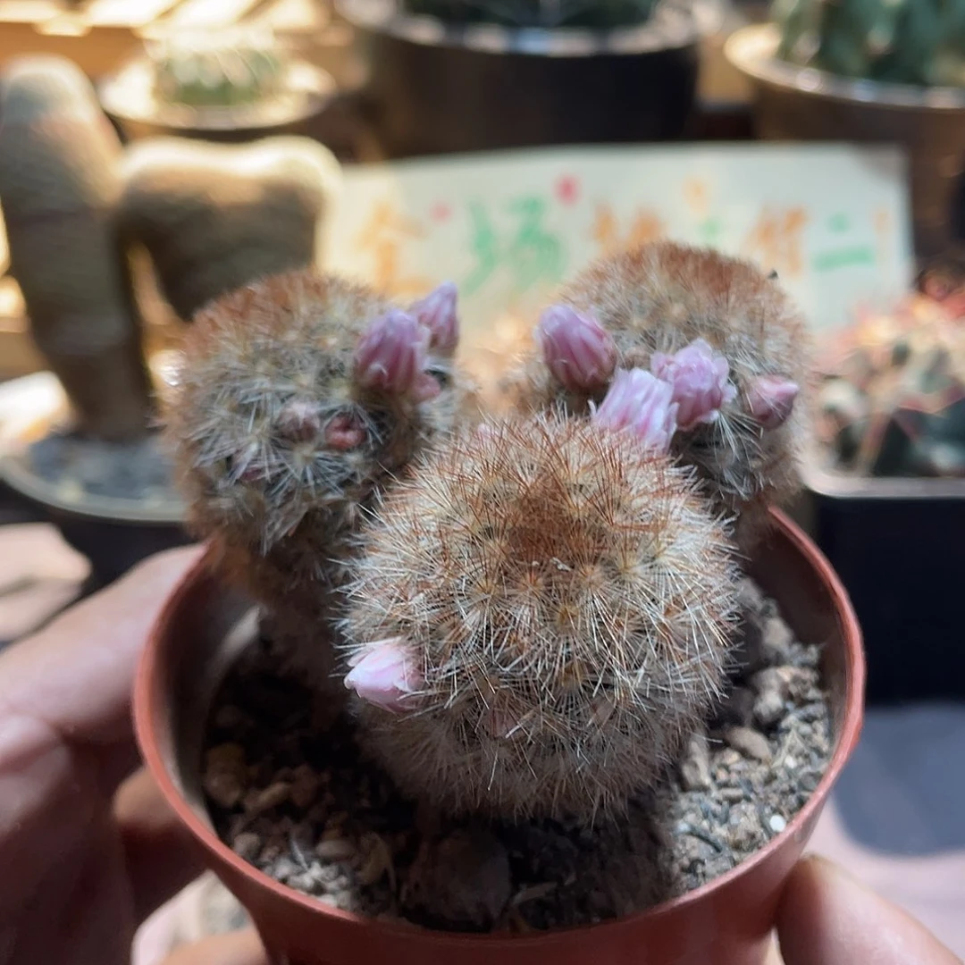 089实生根三头嘉文丸