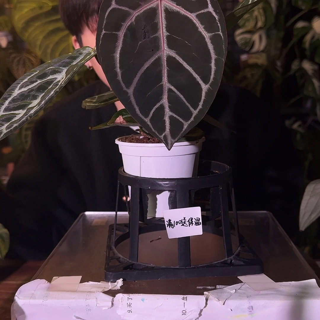 不开花植物C93skg银红杂米歇尔叶损无售后