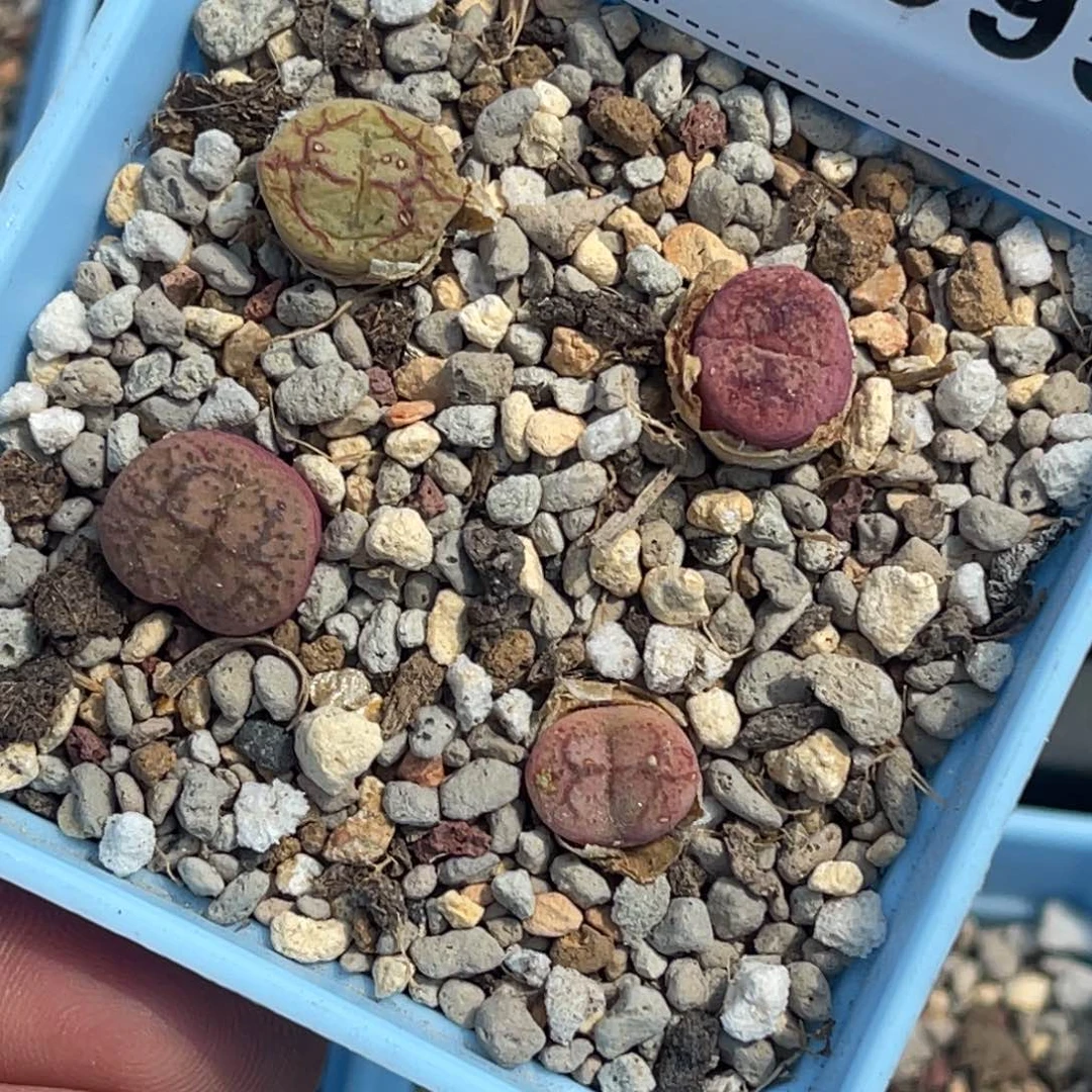 珍***肉1395毛杂4专拍的花