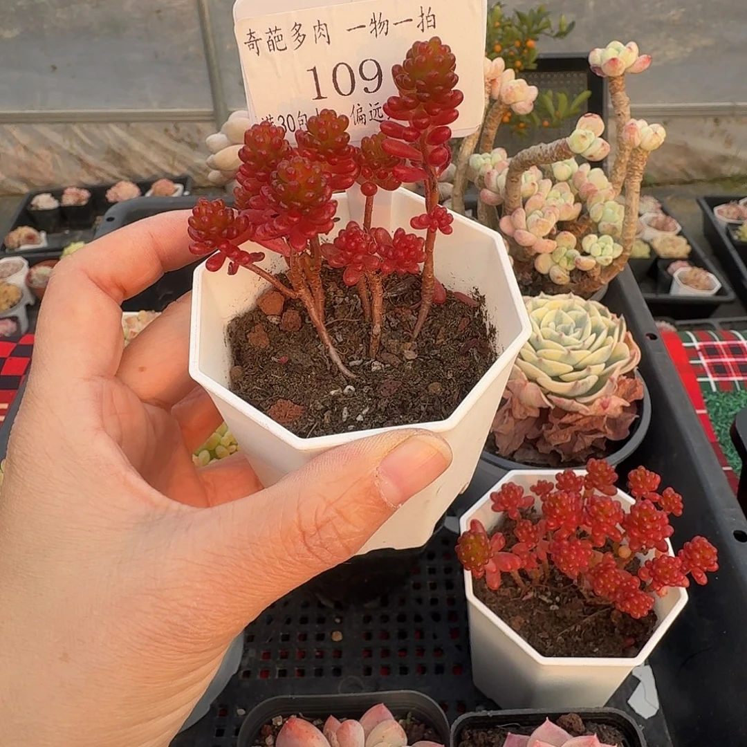 109 脱土 不包整 30元包邮非偏远