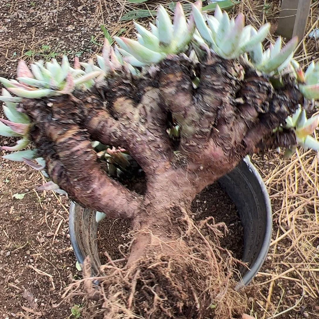 5446海瑟缀化仙女杯