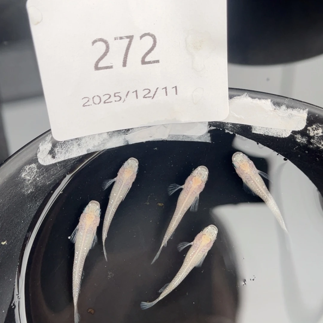 青鳉鱼272白雪公主五尾