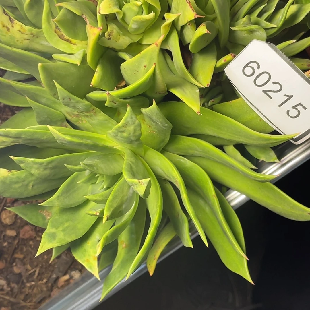 【闪购商品】猴****?60215