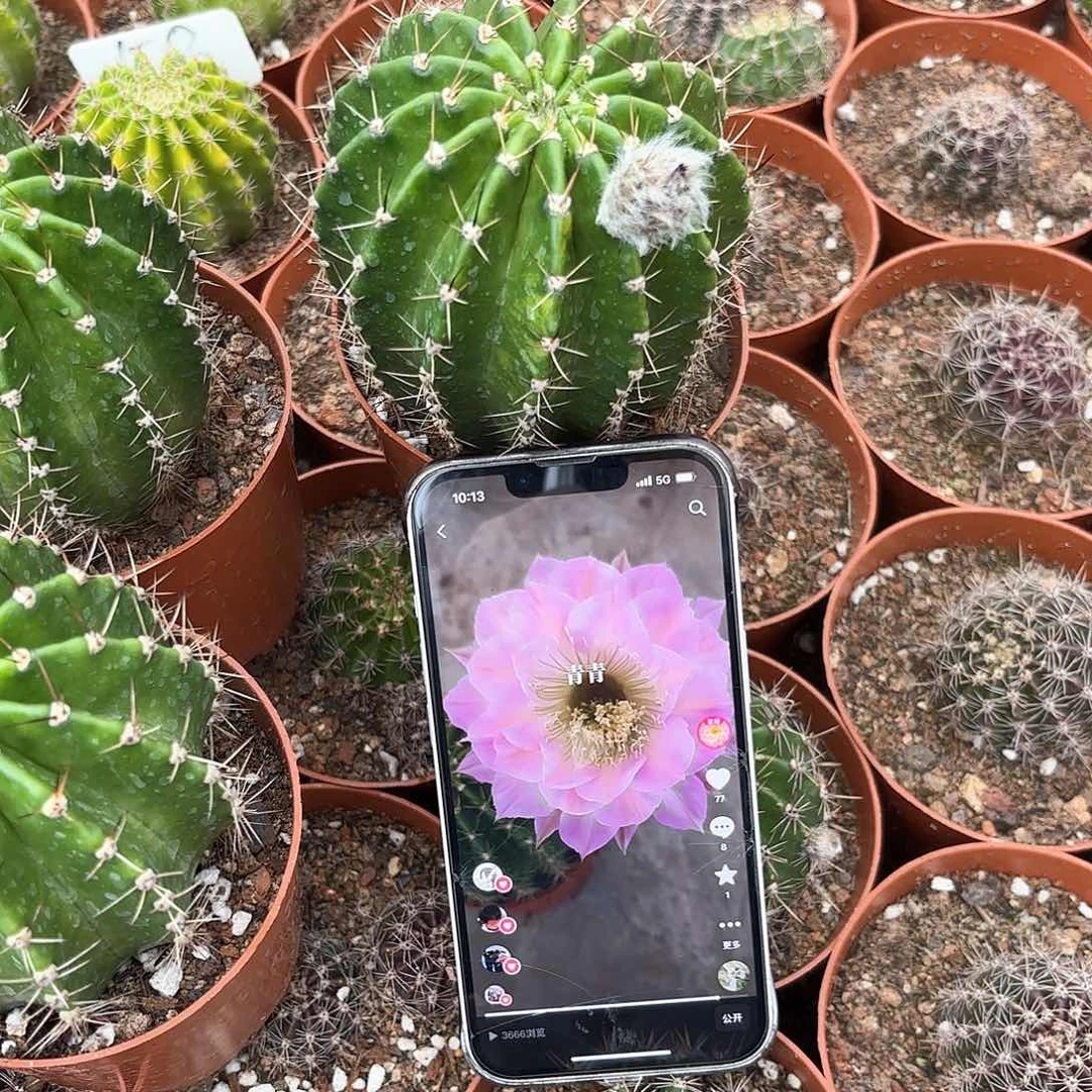 彩草61号7.5公分左右