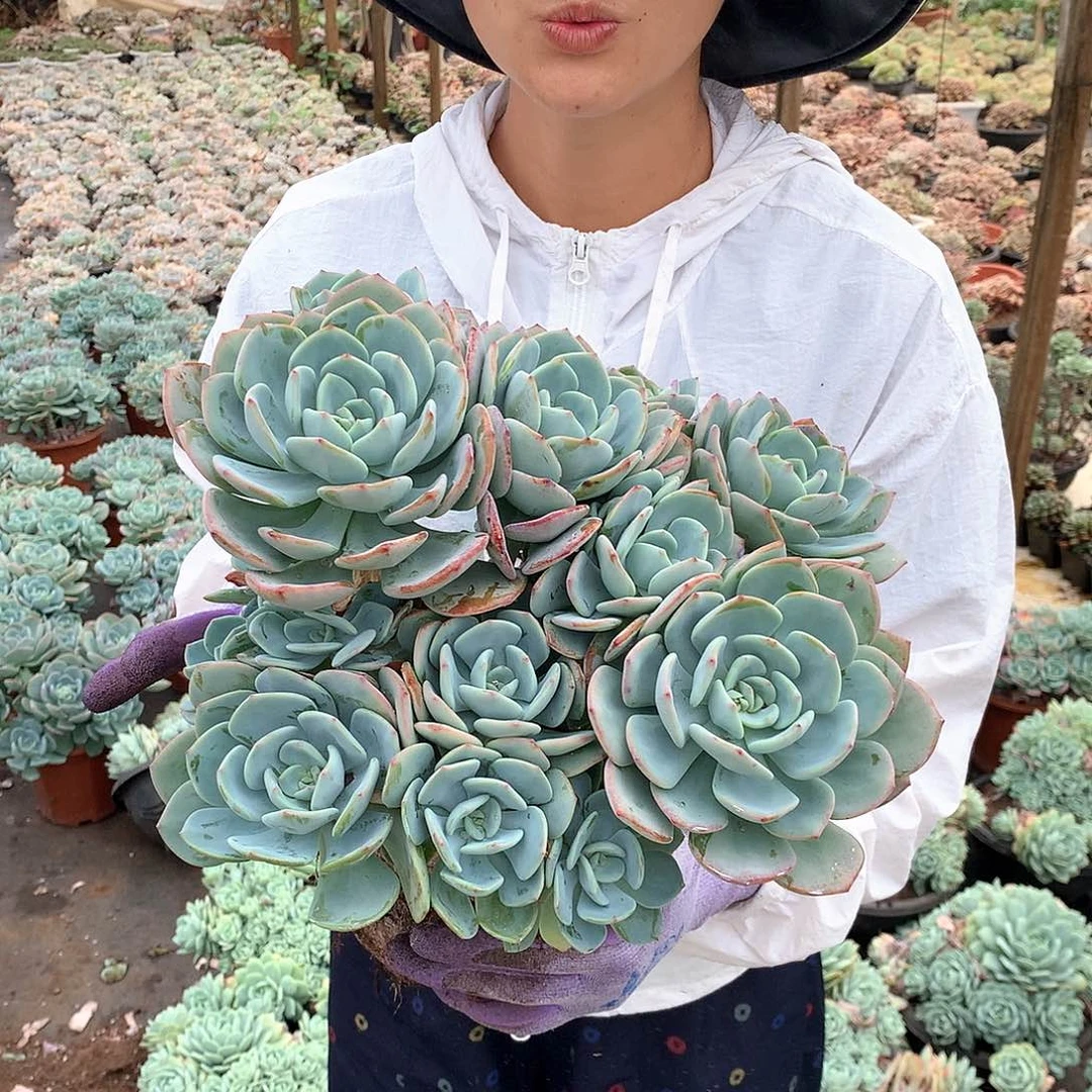 白月光18.8 多肉植物量拍