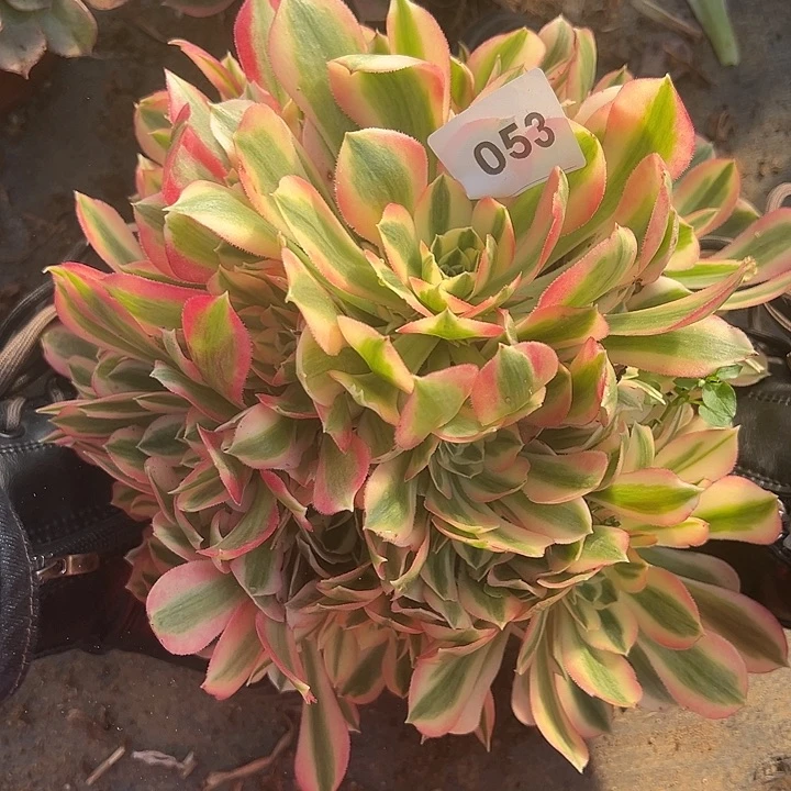 1.18-53女巫多植物