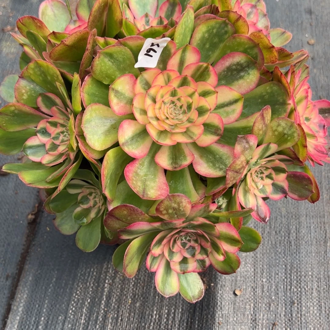 195绿荔枝多肉多肉多肉多肉