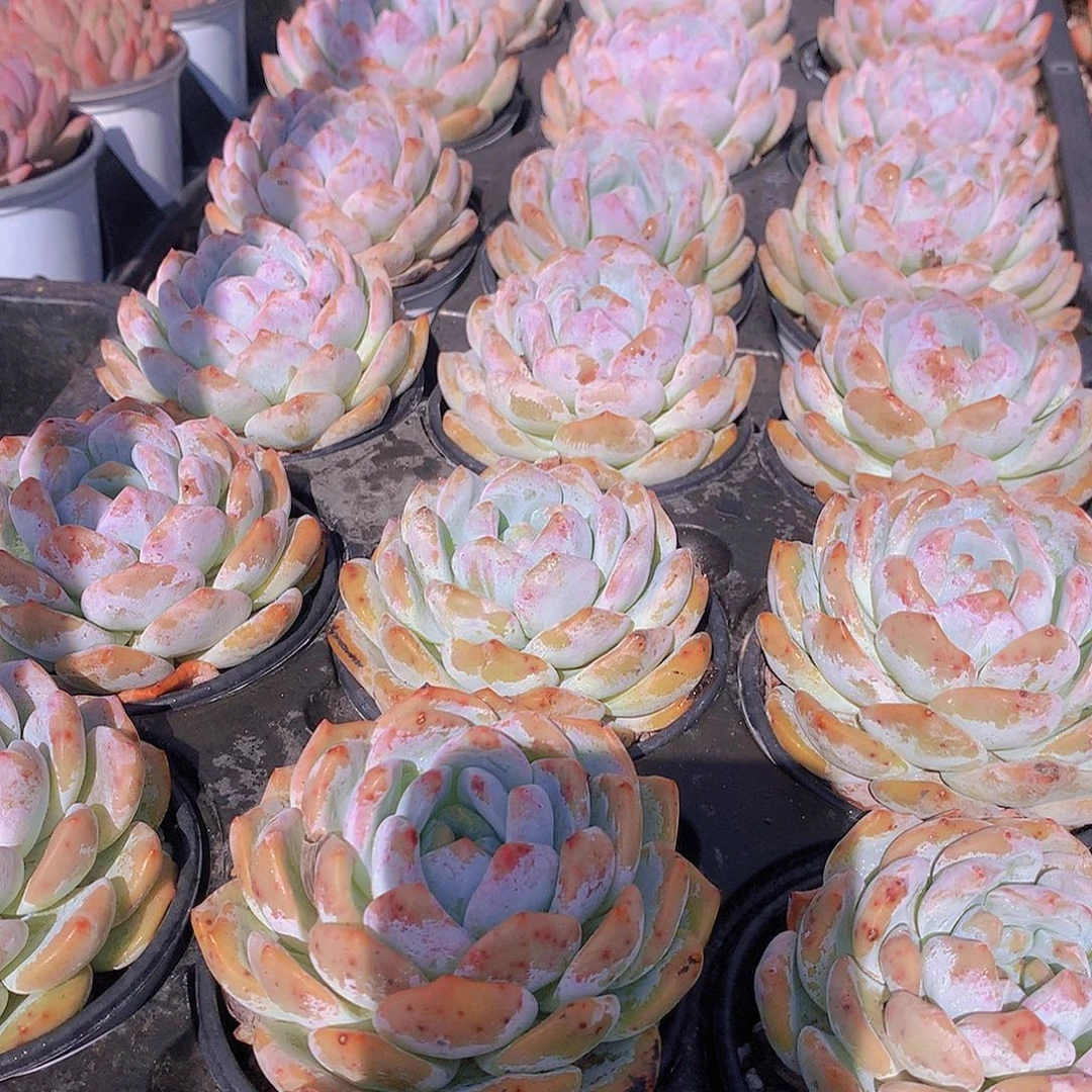 两颗雪天使24678999000