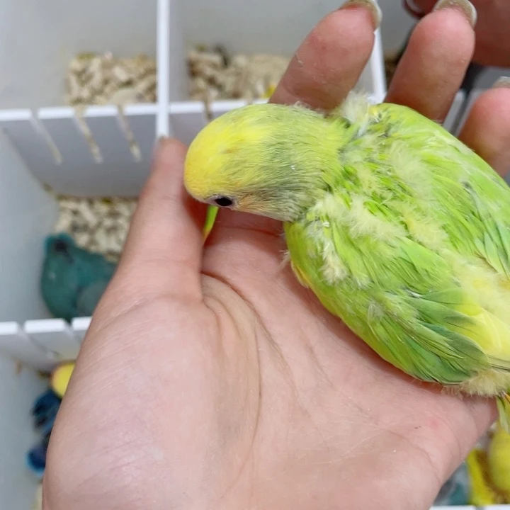 沃**金牡丹半毛一只