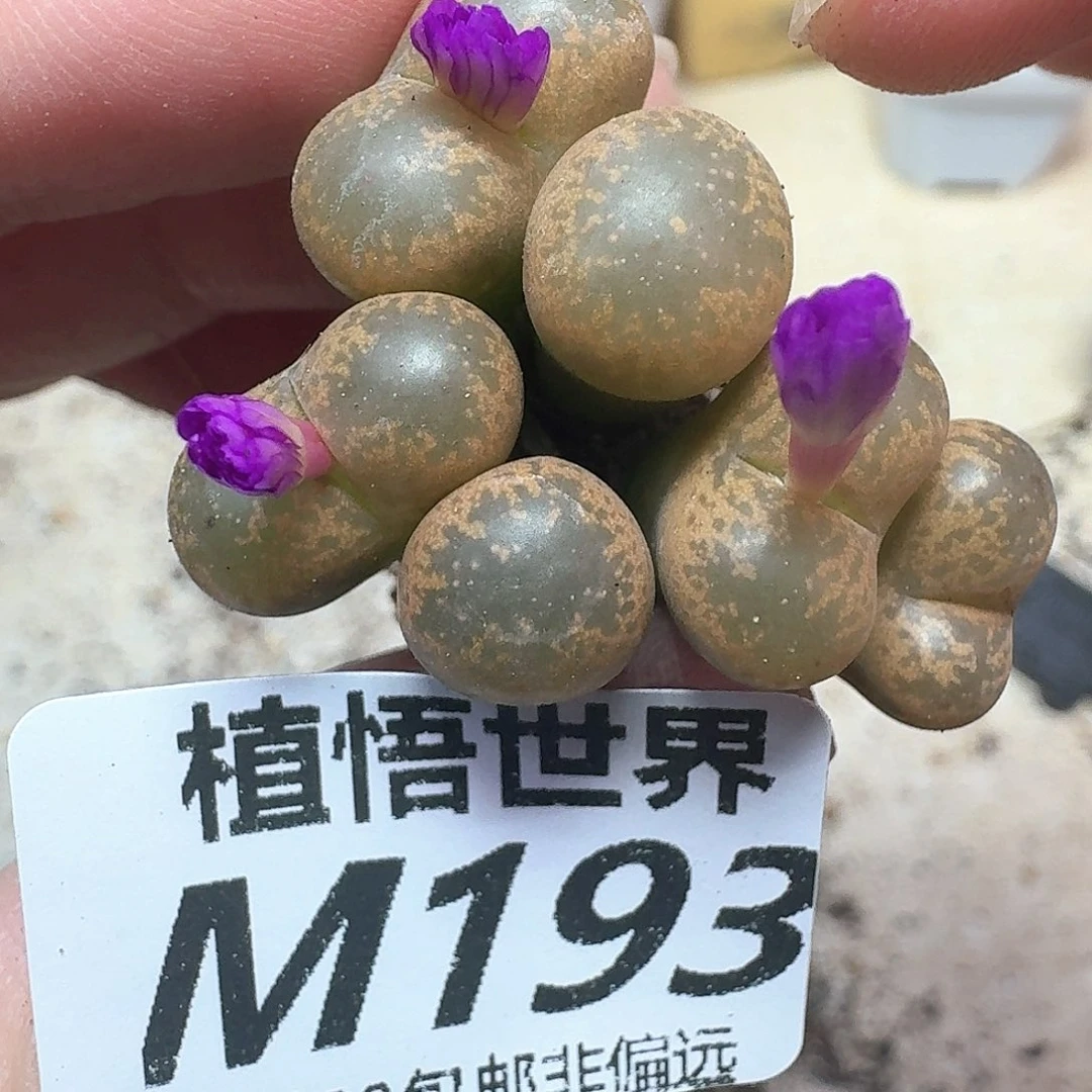 多肉植物的润泽dfw