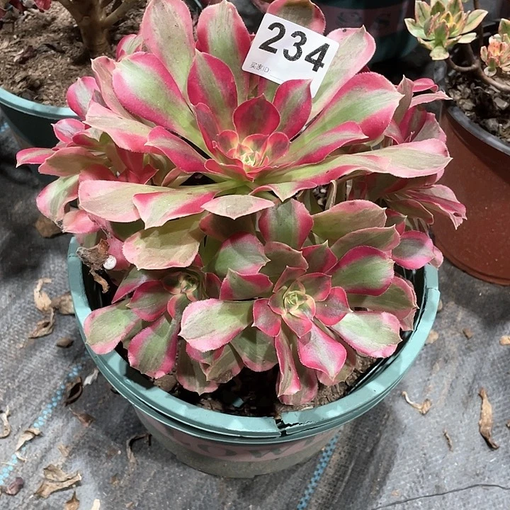 粉女郎234  冠幅21