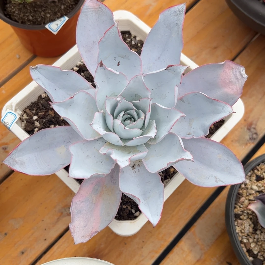 多肉植物单头广寒宫