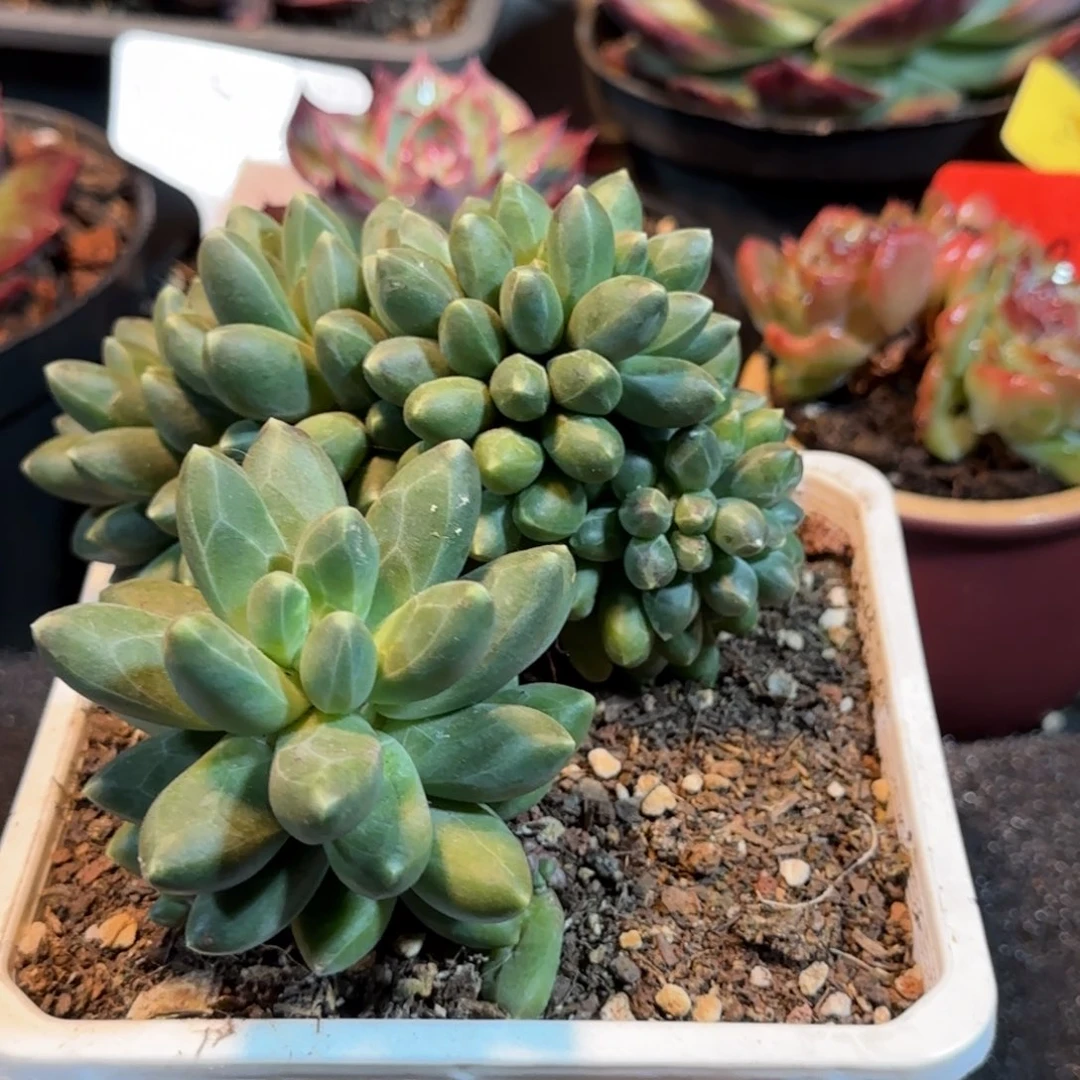 千代田缀惊鸿一物一拍包装收缩花旱