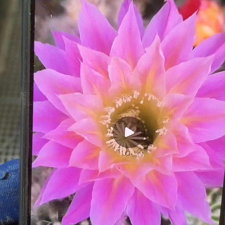 萨苏侧芽歪5公分以上满18包邮