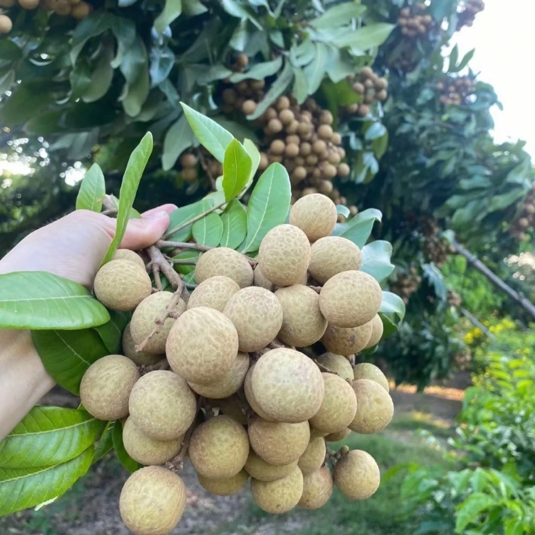 [顺丰包邮]茂名正宗石硖龙眼有10斤5斤3斤装精选大果