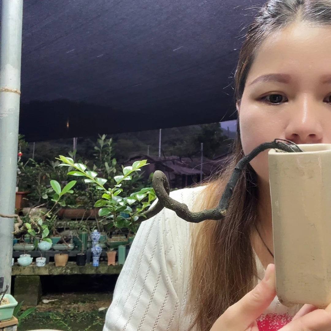 阿***杜红陶黑骨茶悬崖根艺