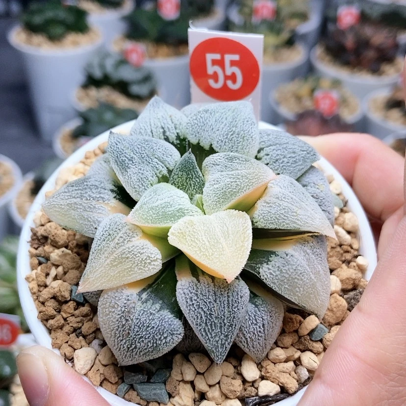 【闪购商品】55萩原磨面锦
