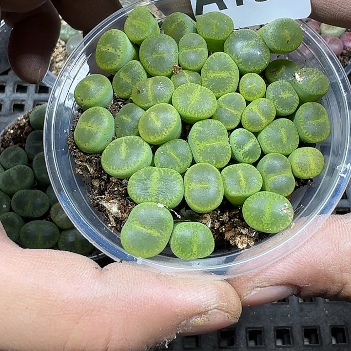135 多热植物多肉植物