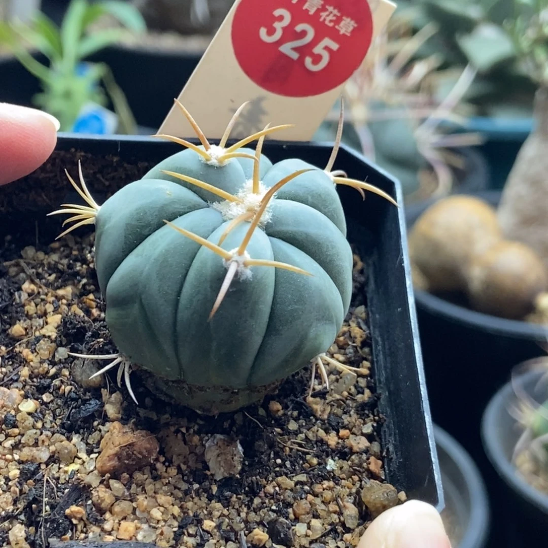 实生花王丸平丸3.4cm一棵仙人球