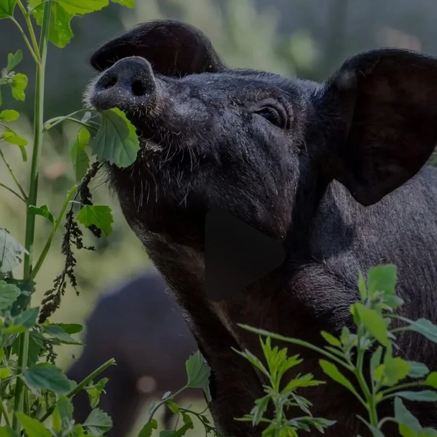 一物一拍 三塘盖百丈岩散养跑山黑猪鲜猪肉顺丰包邮