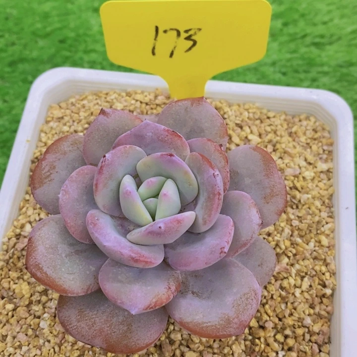 喜*盈多肉植物，开心多肉