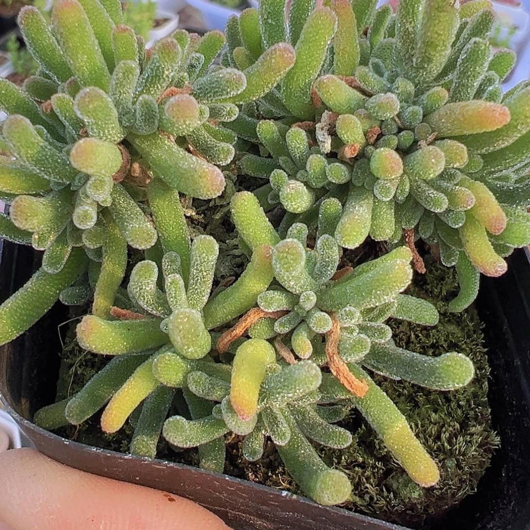 荧光兔枝干19包邮