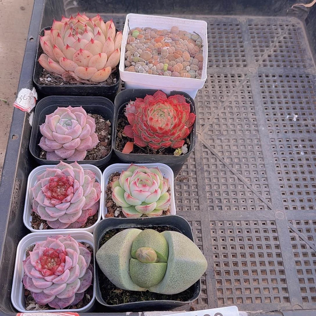 多肉109多肉植物