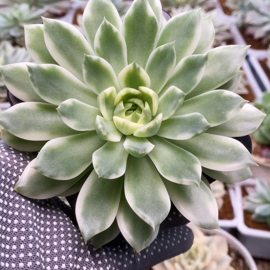 070飞羽锦锦锦锦华锦锦锦锦锦