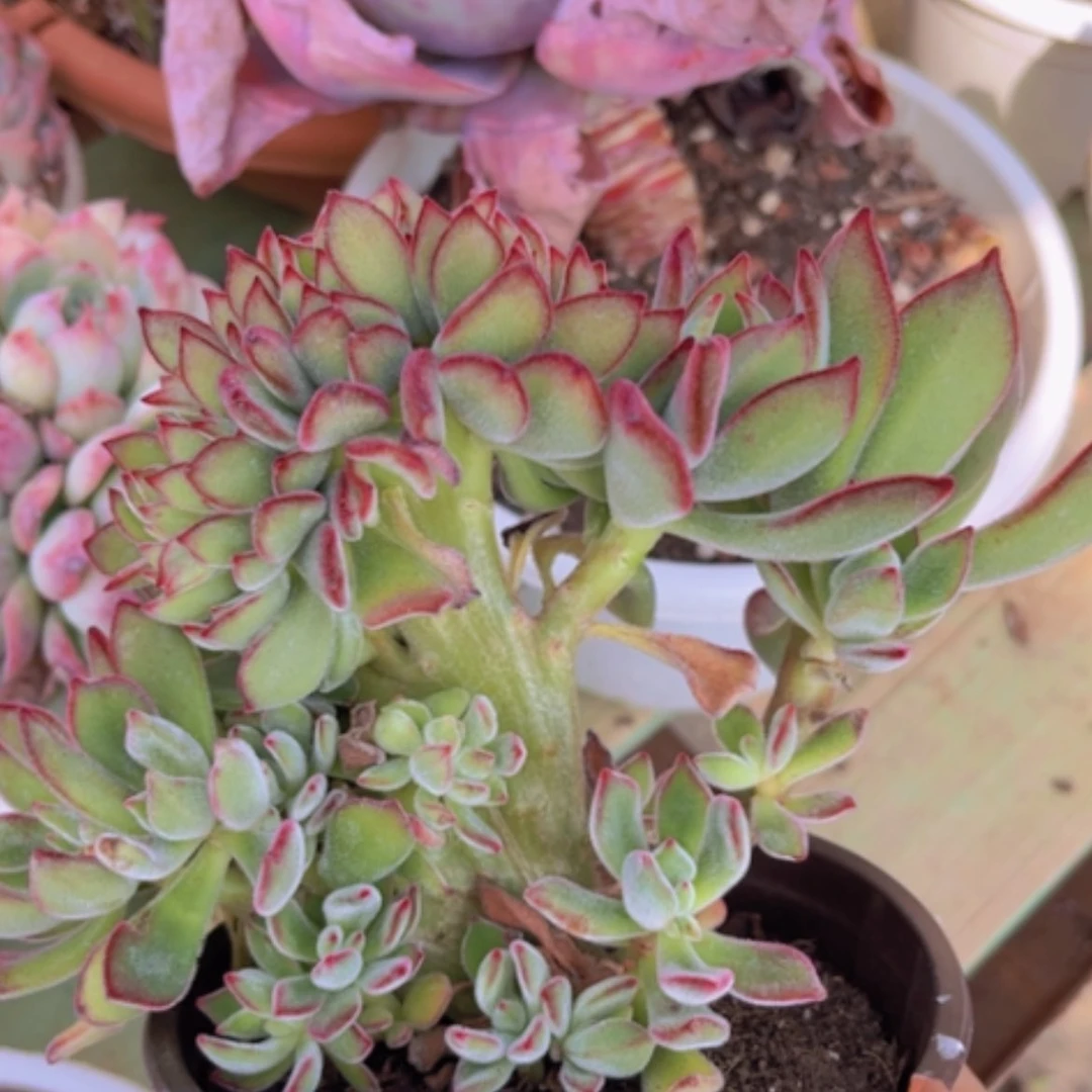 【闪购商品】红兔耳缀1922