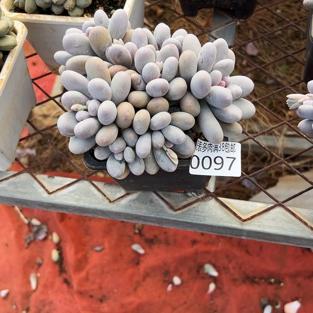 不***了多肉一物一拍植物0097