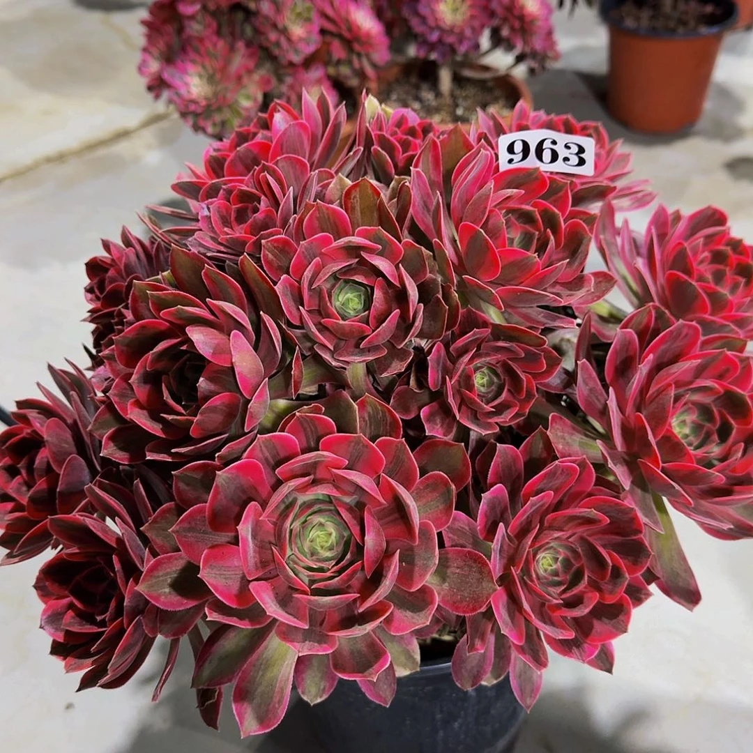 963焕纱多肉植物