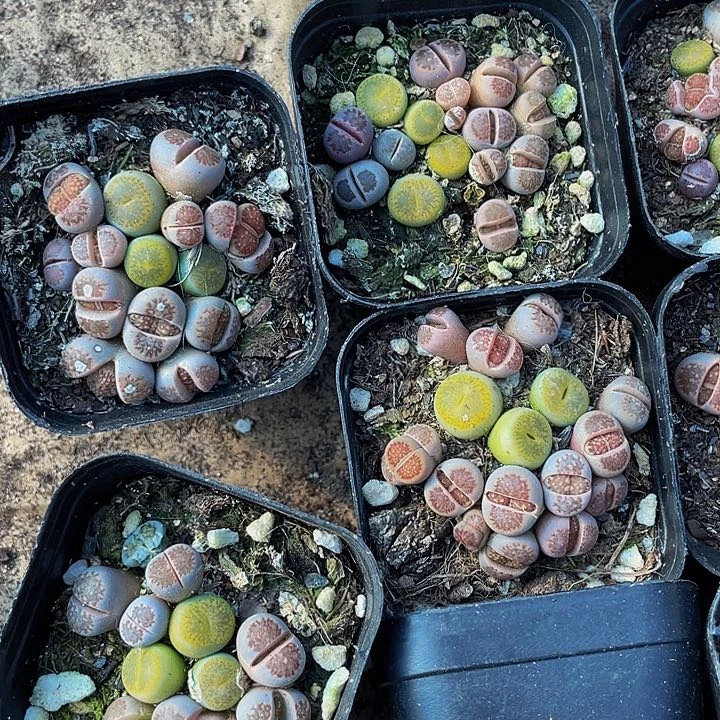 6.5方生石花带盆土