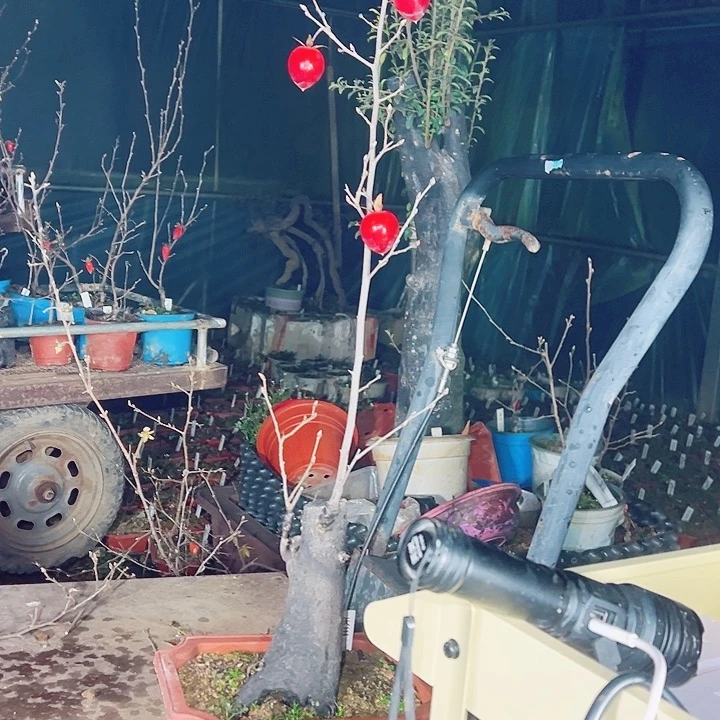 林***文无花朵哈哈哈哈哈哈