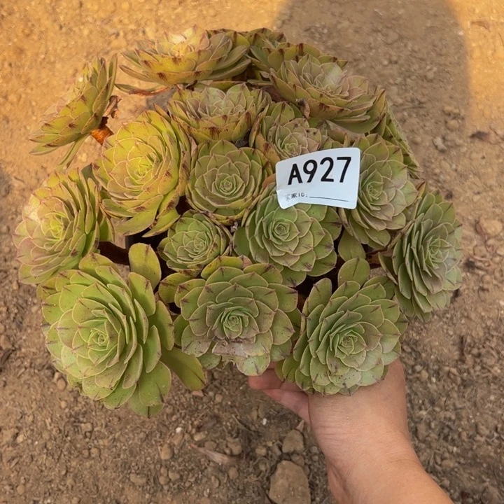万拉丝多肉植物927.