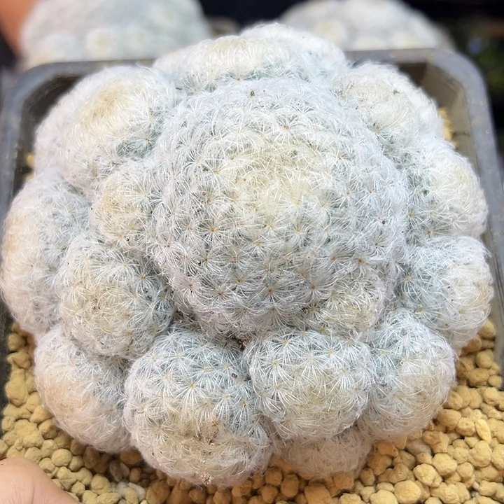 大实生鹤丽玉白星12公分