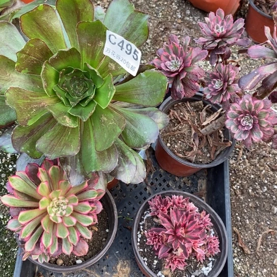 495四棵多肉植物