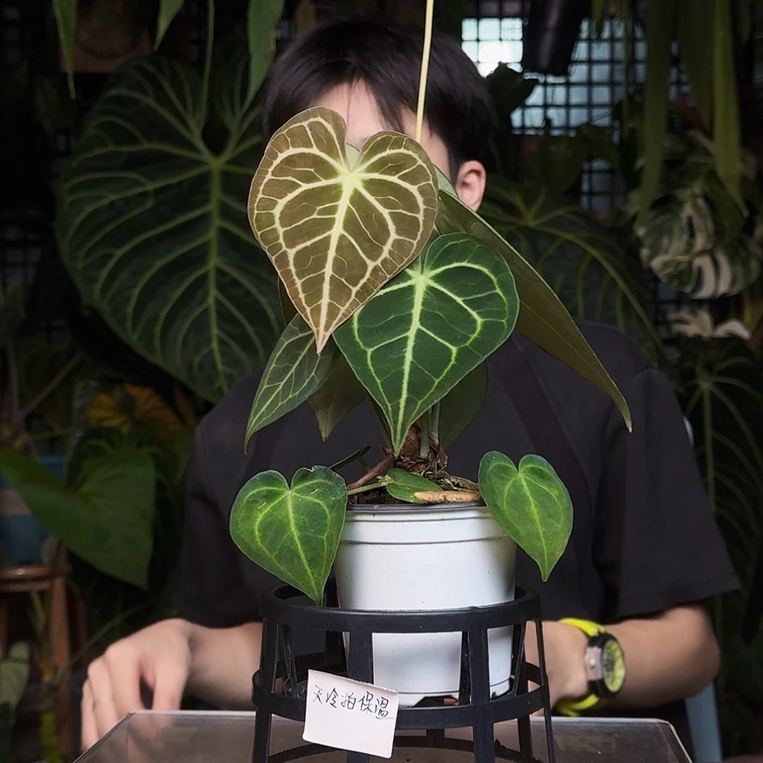 完全开放U197大风车