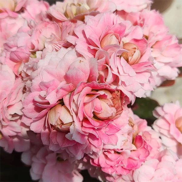 【闭月 11cm盆】重瓣大花