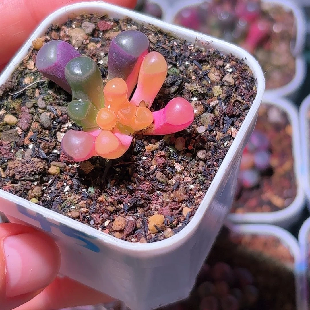 45号五十铃玉锦多肉植物锦一物一拍带盆土发货