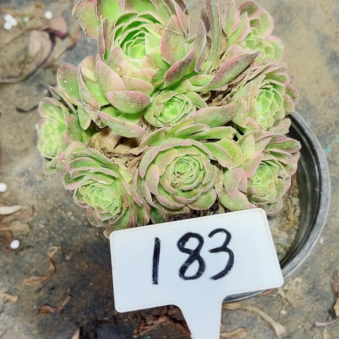 多肉植物奶白法师