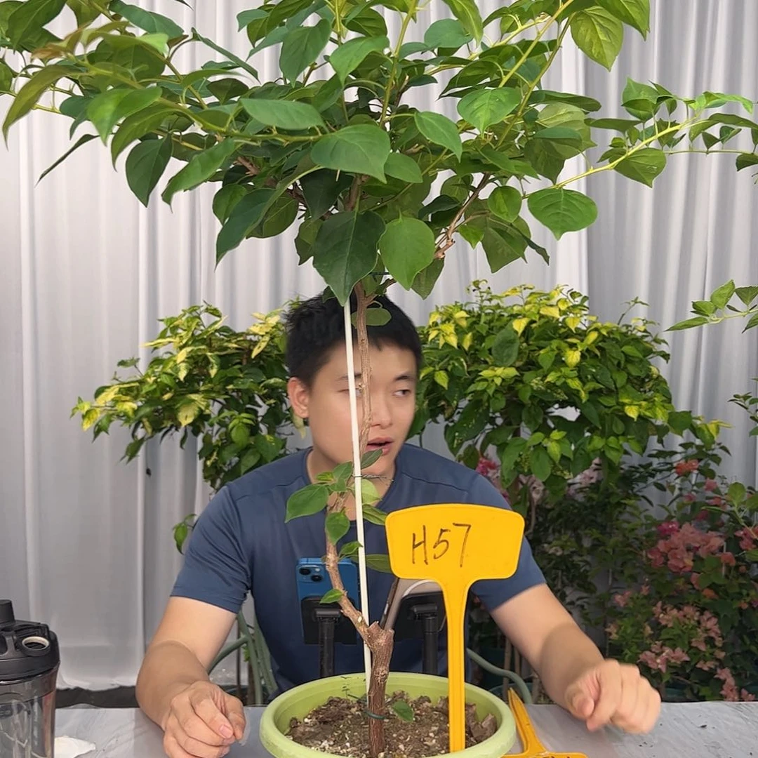 艳***装当前无花栽培后可以开花H57暗夕