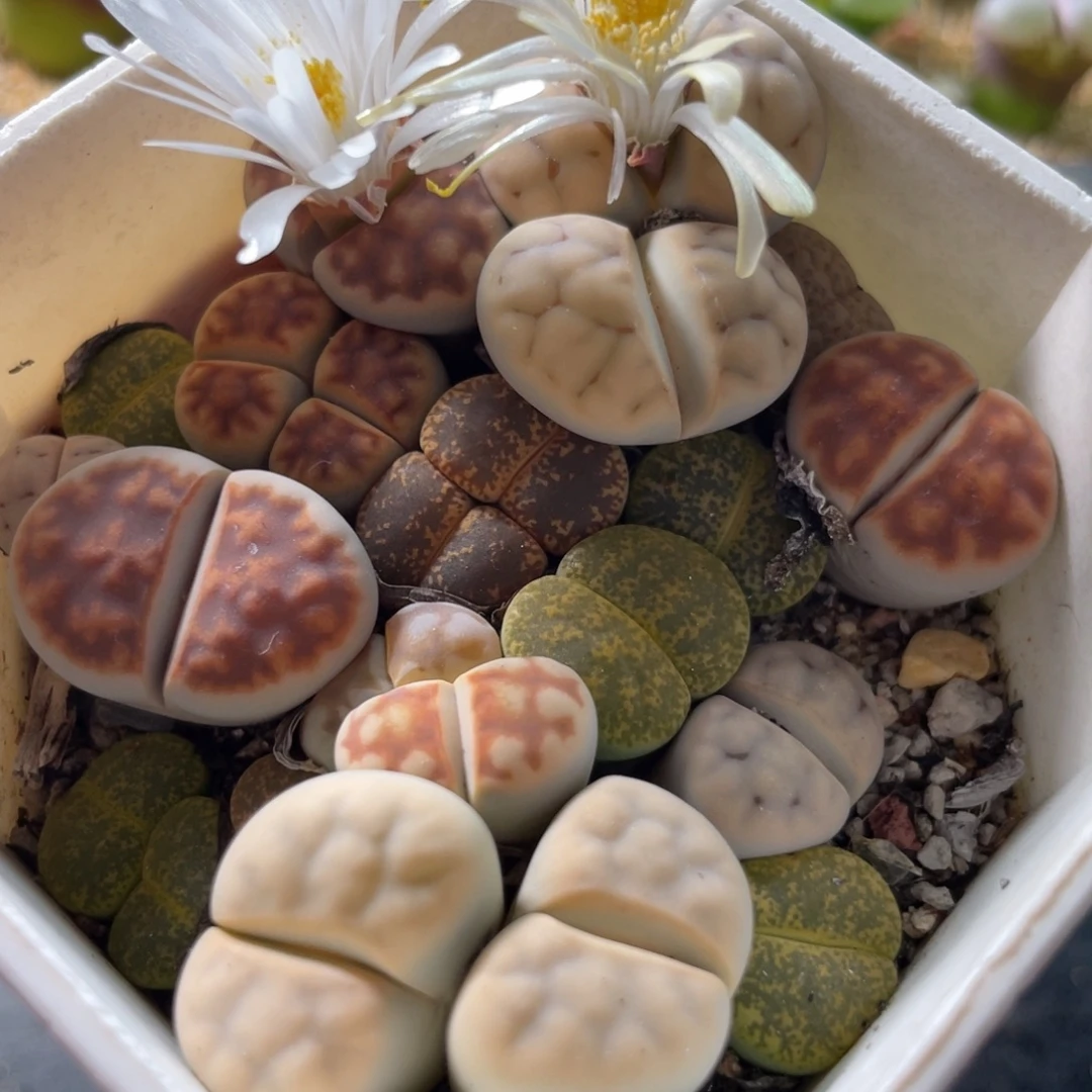 7方特价母本一物一拍～3